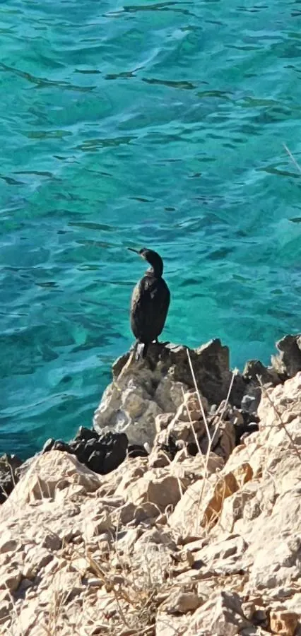 Swim And Climb Baska Holiday House - Island Krk Draga Bašćanska 別荘